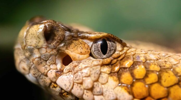 California Garden Snakes: identificare i serpenti più comuni nel tuo giardino
