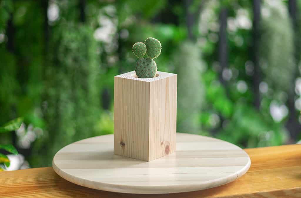 Piante di cactus in fai da te un pezzo di forma di tubo di vaso di legno su sfondo verde è sul tavolo di legno.