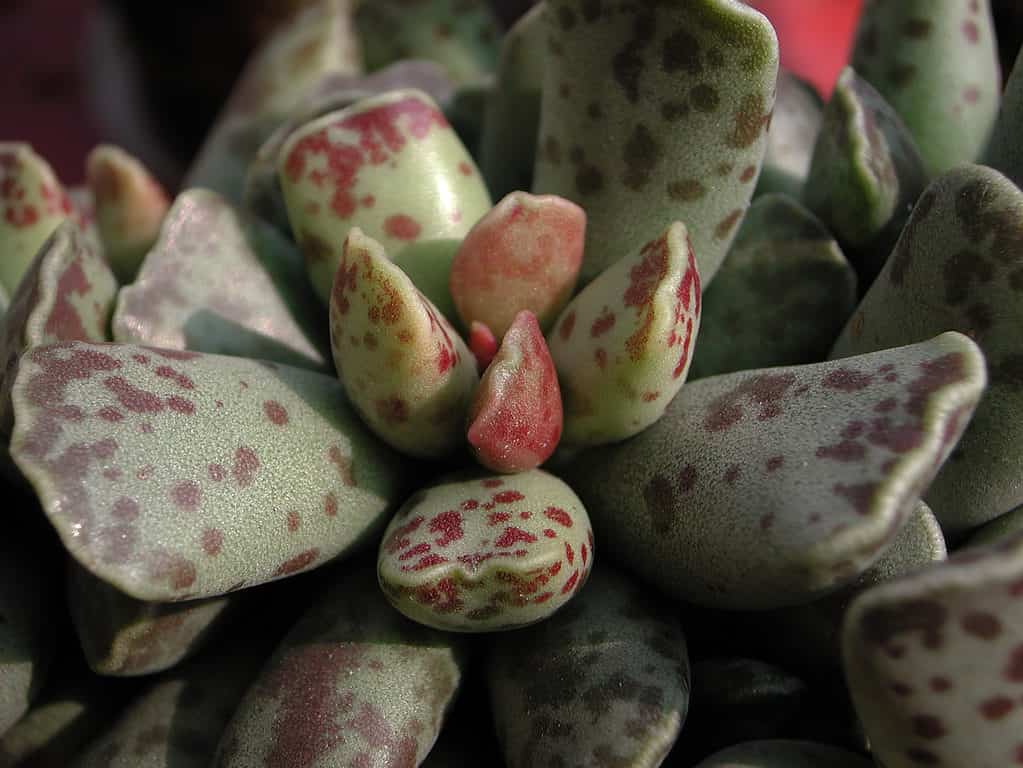 Primo piano di una pianta di uova di piviere, con foglie verde pallido e macchie rosso scuro