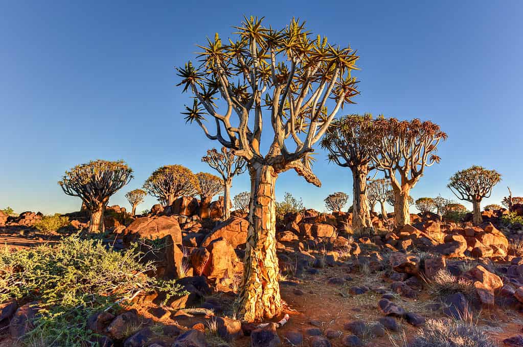 Foresta gigante dell'albero della faretra in Namibia all'alba