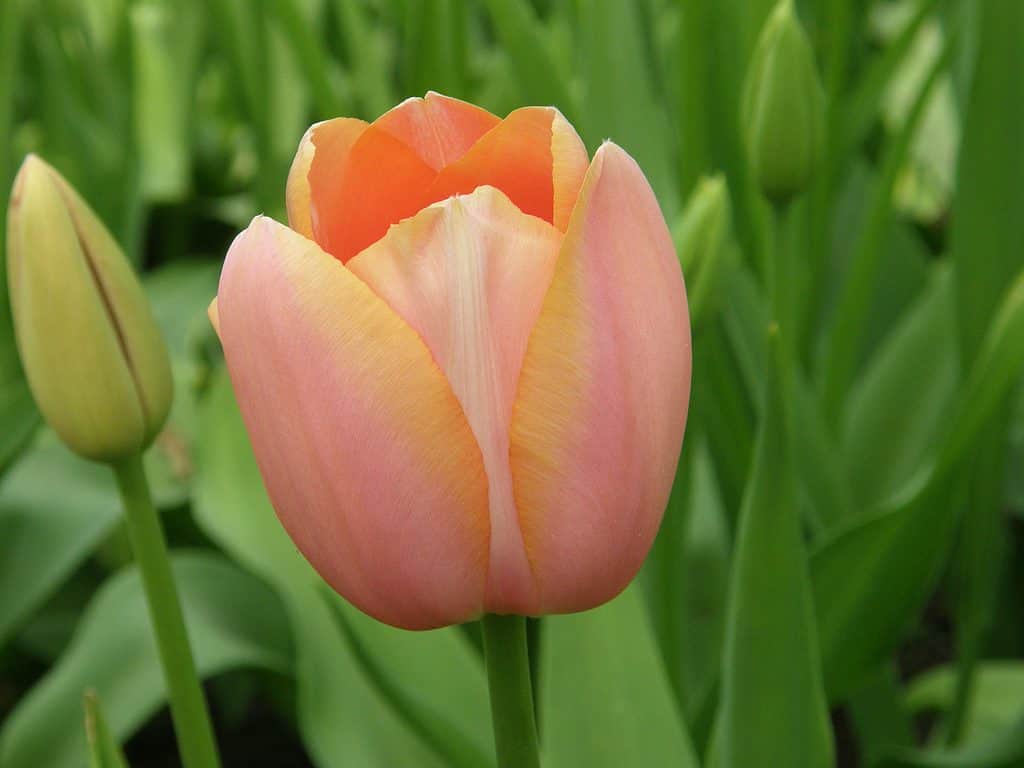 Albicocca-rosa Single Late Menton tulipano in fiore