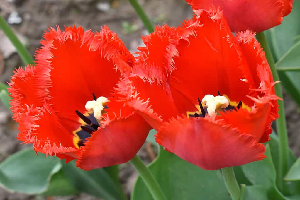Tulipano sfrangiato rosso brillante