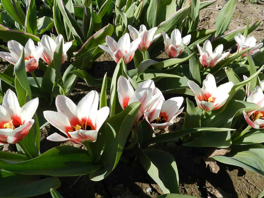 Rosso e bianco panna Fosteriana tulipani al sole