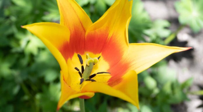 4 tulipani che prosperano nel New Mexico

