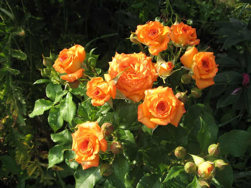 Rose arancioni che crescono da un cespuglio in un giardino
