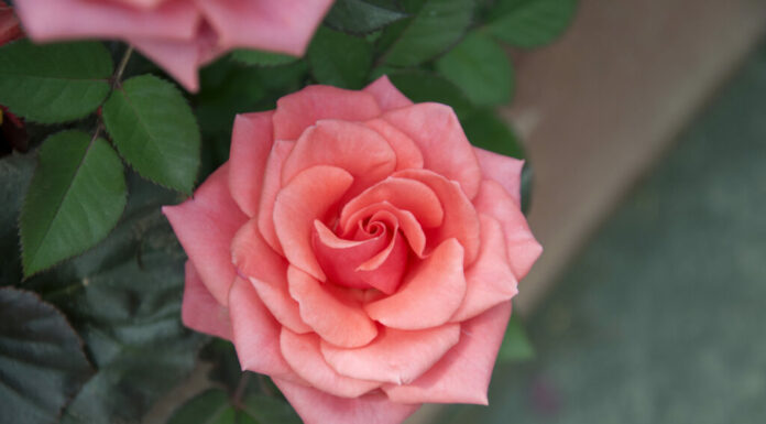 16 tipi di rose antiche da coltivare nel tuo giardino
