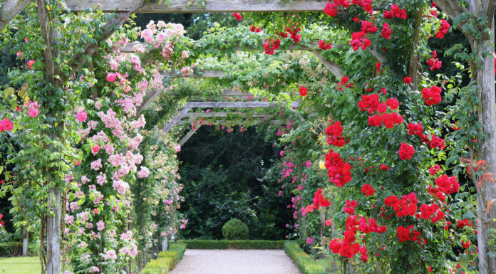 13 tipi di rose per giardinieri, fioristi e altro ancora
