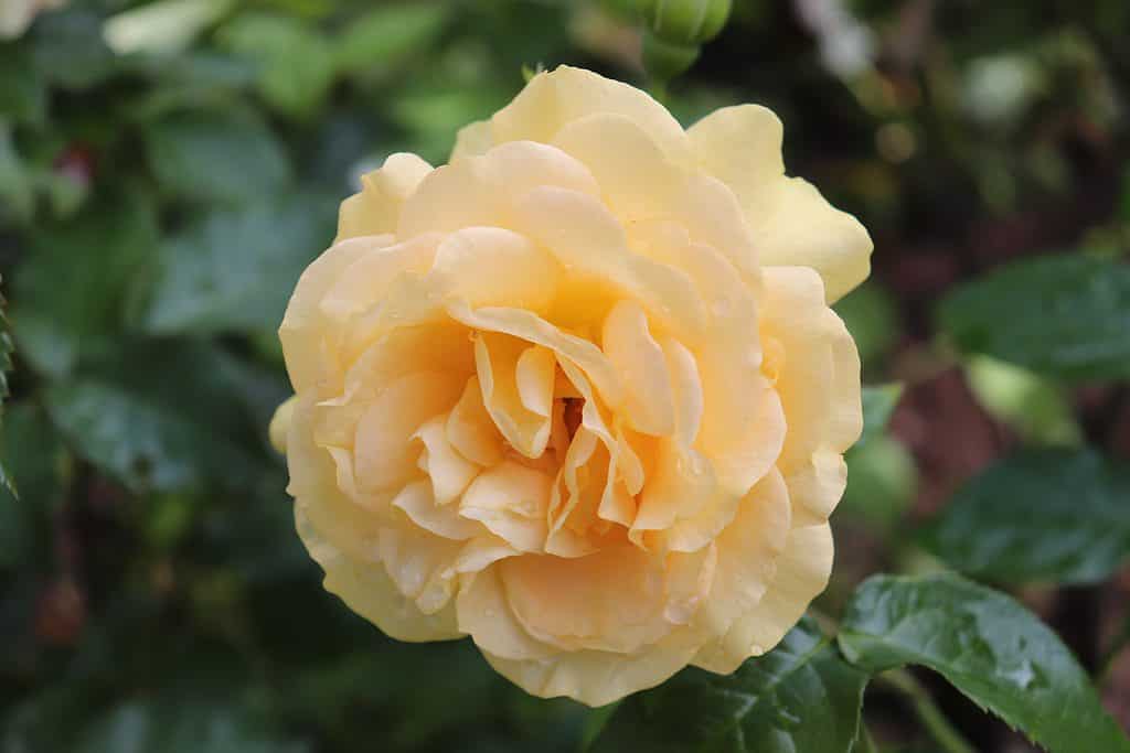 La rosa gialla Julia Child cresce in un giardino
