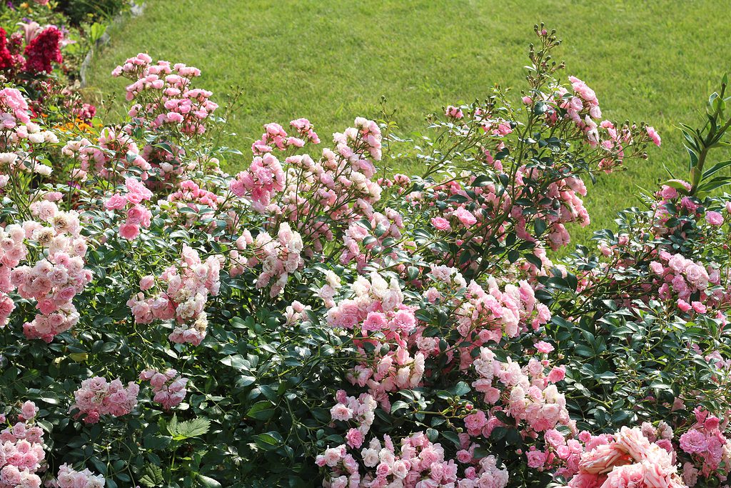 Rose tappezzanti della varietà rosa chiaro Fata che ricoprono una porzione di giardino