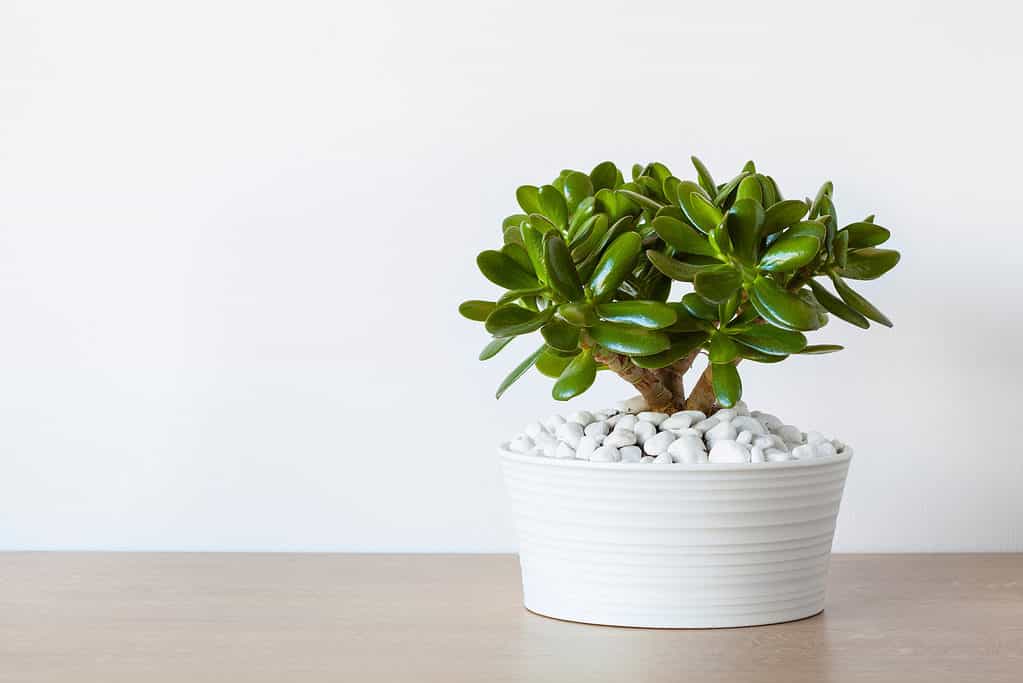 Pianta da appartamento Crassula ovata pianta di giada in vaso bianco.