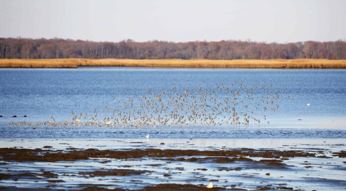Qual è il lago artificiale più grande del Delaware?
