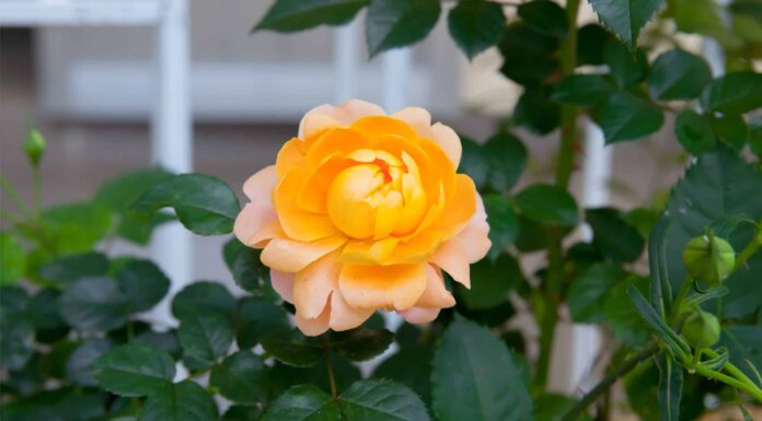 I 12 tipi di rose più popolari al mondo
