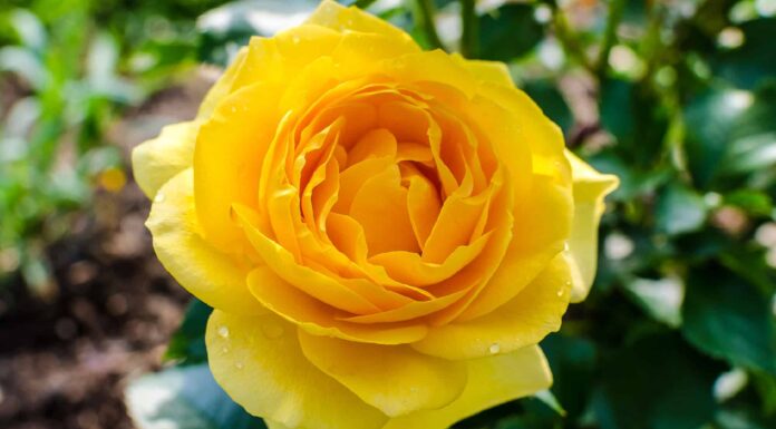 10 Tipi Di Attraenti Rose Gialle
