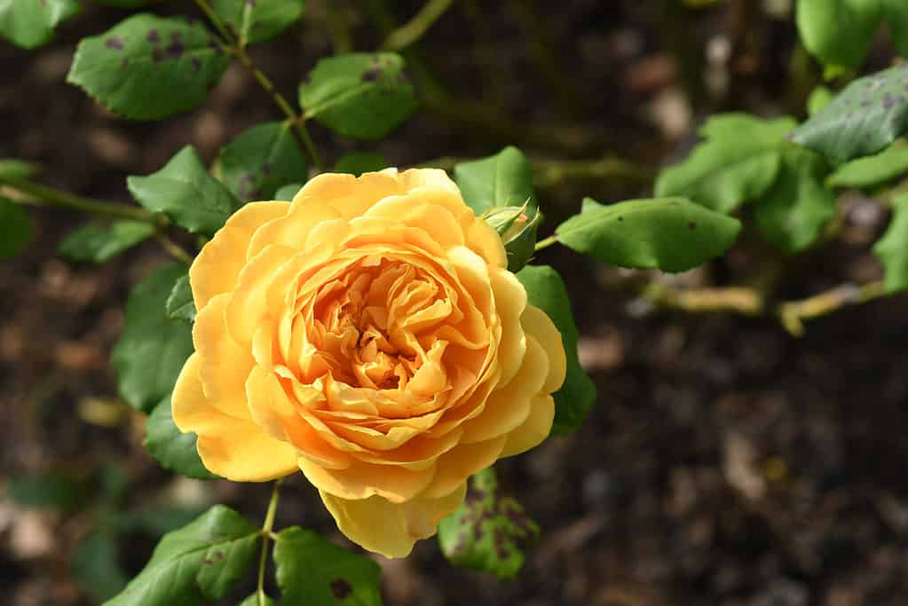 La rosa gialla Golden Celebration cresce in un giardino