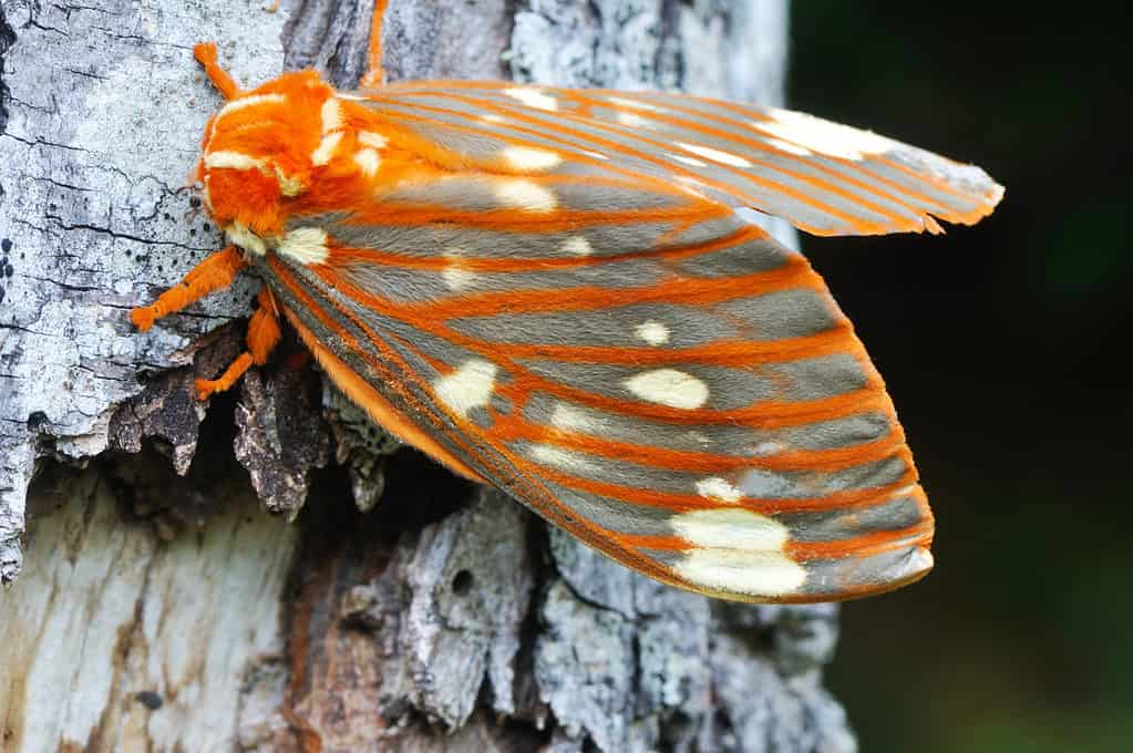 falena regale sulla corteccia