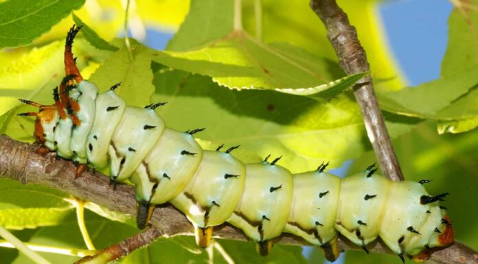 hickory horned devil in tree