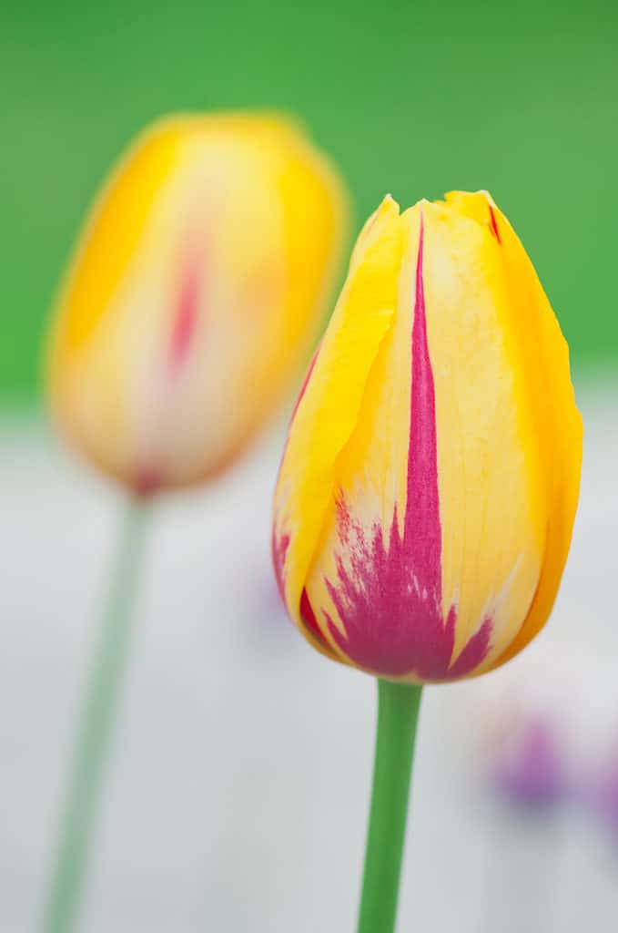 Tulipani La Courtine con fiori gialli e rossi