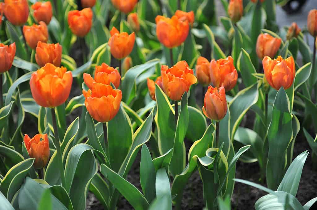 Variegato arancione Annie Schilder tulipani in un giardino