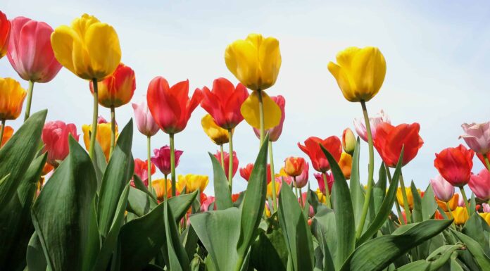 3 tulipani che fioriscono in Georgia
