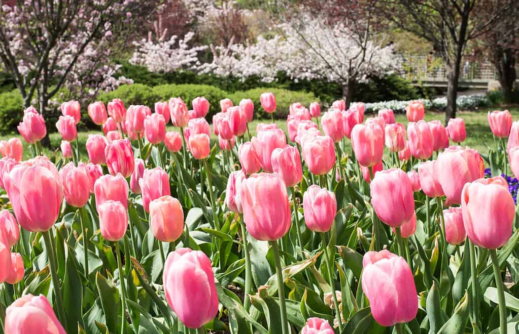 Tulipani rosa di Menton che fioriscono in un giardino