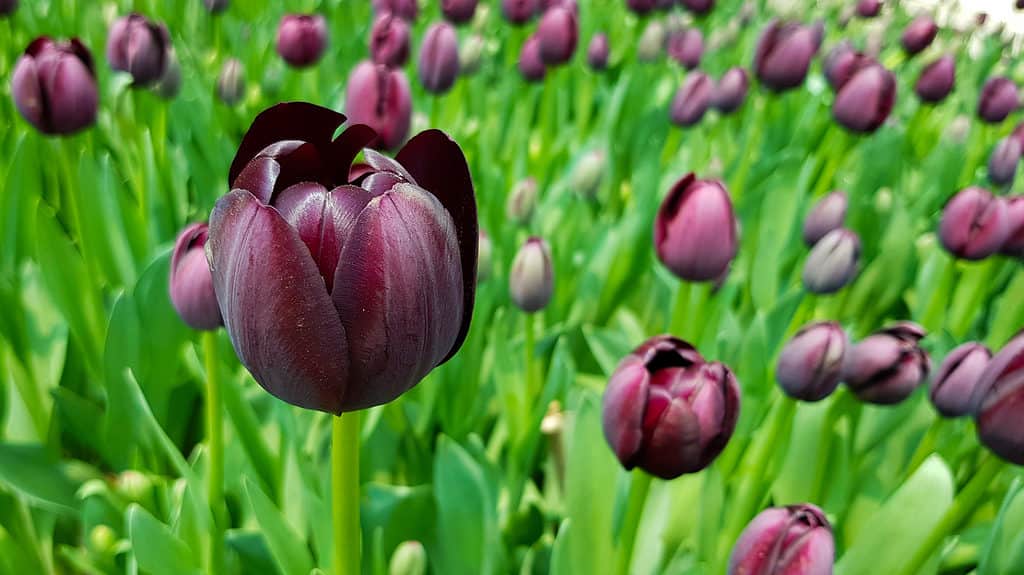 Viola scuro Queen of Night tulipani in fiore