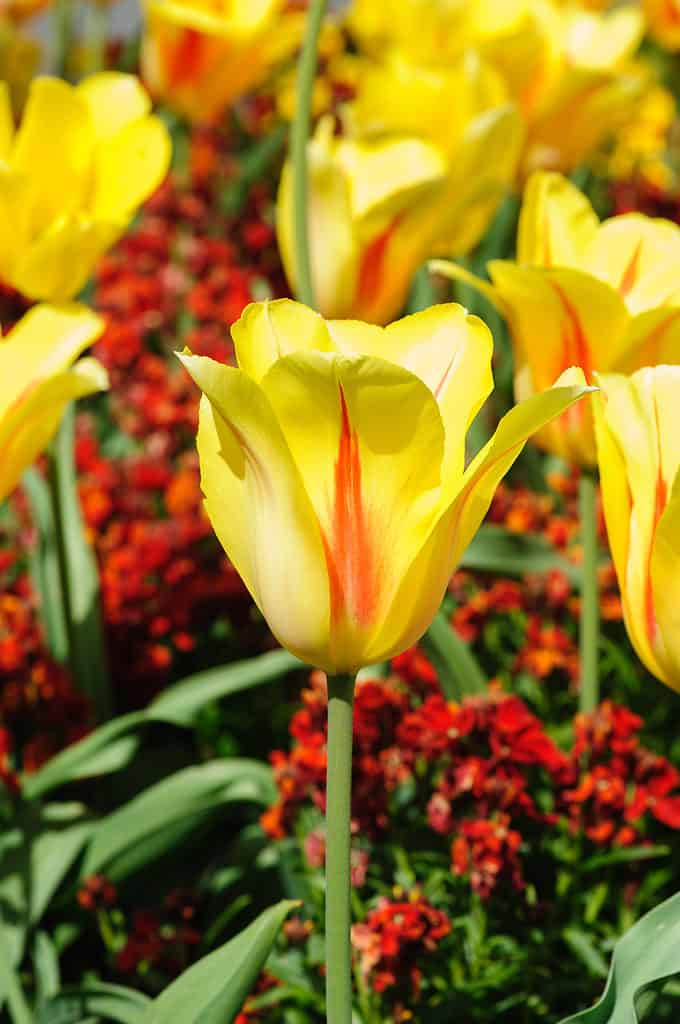 Tulipani Hocus Pocus gialli e rossi in un giardino