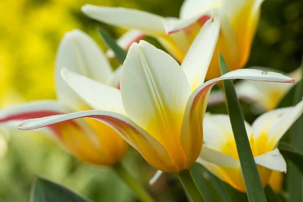Primo piano dei petali bianchi, gialli e rossi del tulipano di Johann Strauss