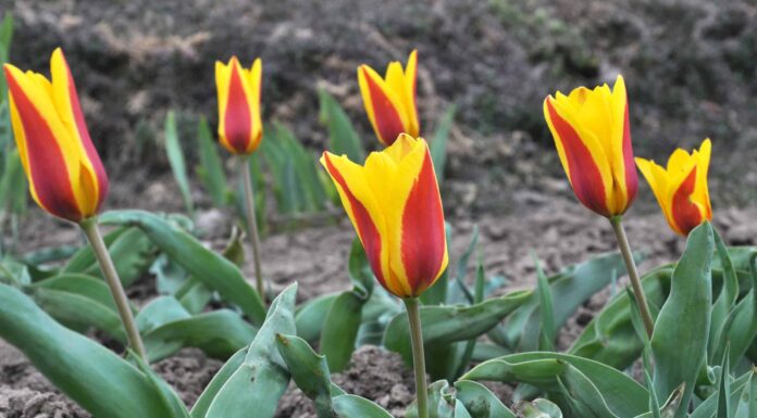 4 tulipani da coltivare in Alabama

