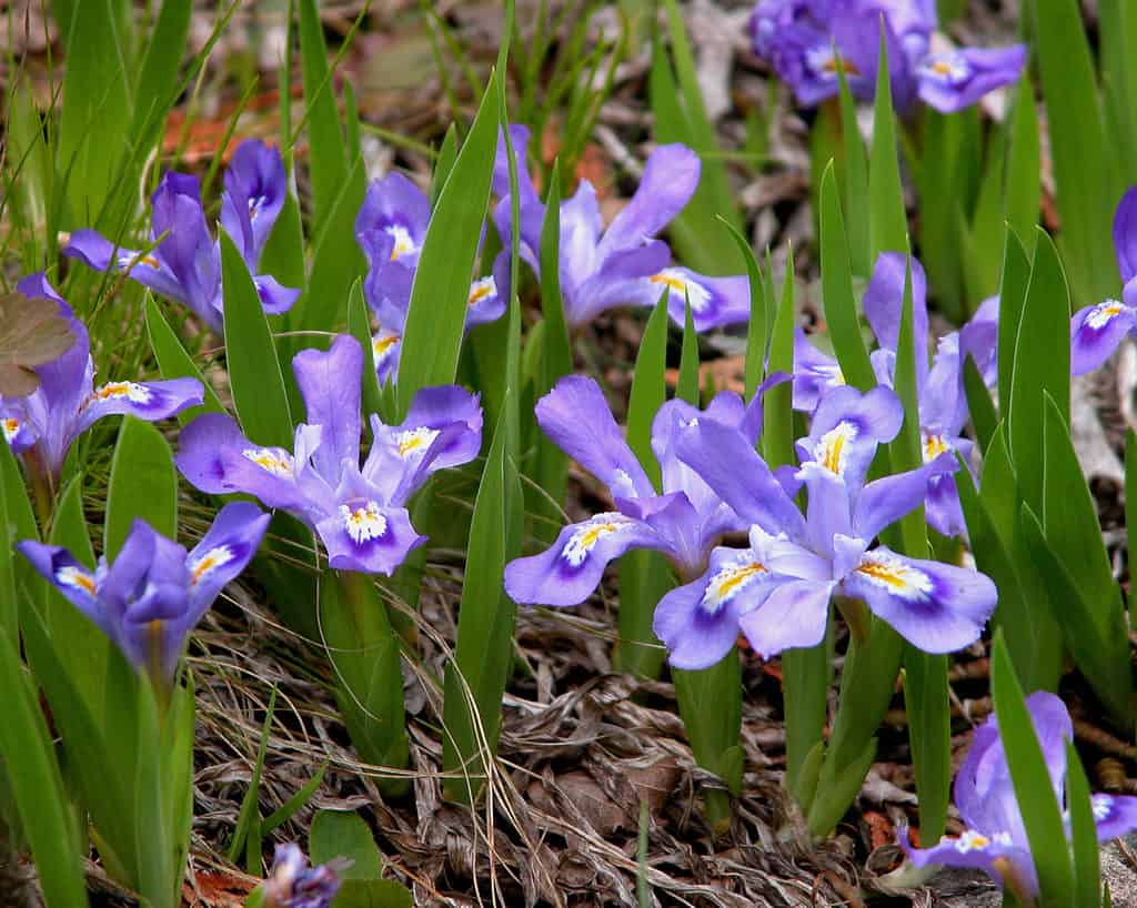 Iris di lago nano (Iris lacustris)