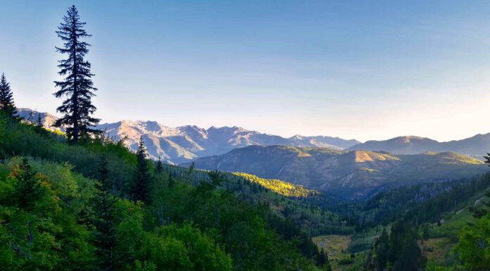 Scopri la foresta più grande dello Utah (e ciò che vive al suo interno)
