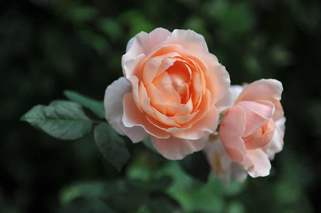 Un primo piano della rosa Ambridge albicocca-arancio che cresce in un giardino