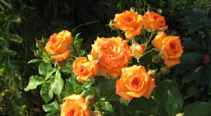 10 tipi di rose arancioni rare e meravigliose
