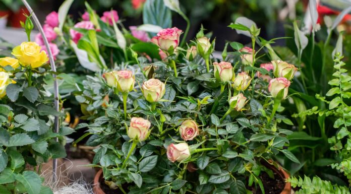 11 tipi di affascinanti rose in miniatura

