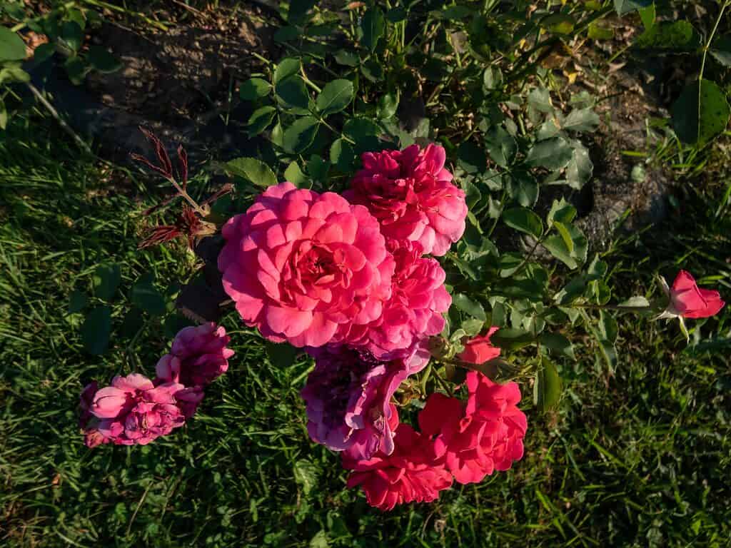 Un primo piano della rosa di Sir John Betjeman con petali rosso-rosa brillante su uno sfondo di verde