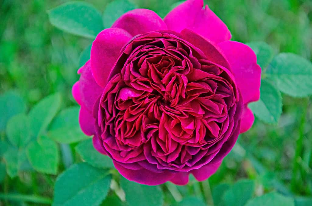 Un primo piano della rosa di William Shakespeare con vibranti petali fucsia e rossastri