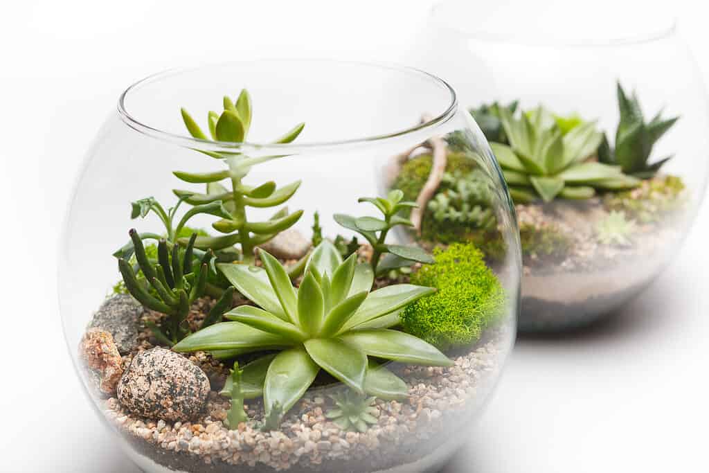 Primo piano di una disposizione succulenta in un vaso di vetro (terrario).