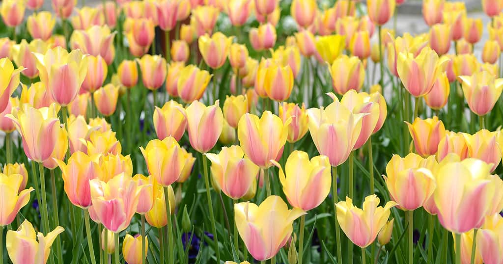 Campo pieno di giallo e rosa Blushing Lady tulipani in fiore