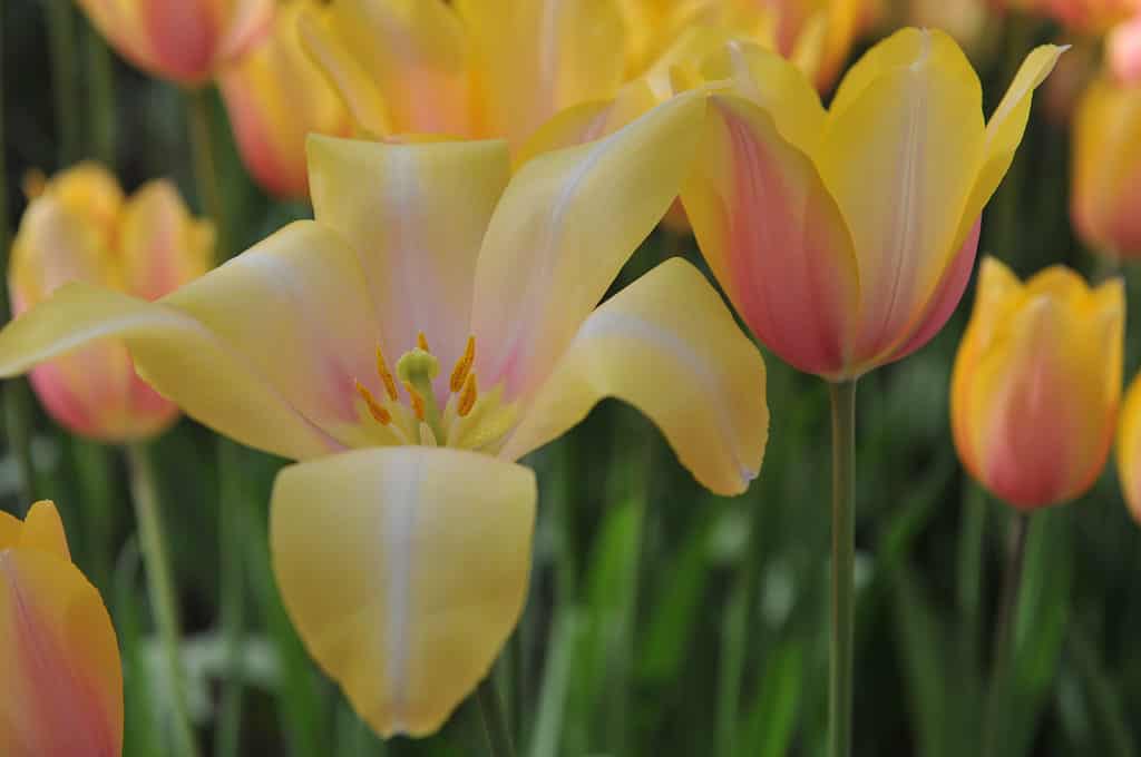 Giallo rosato Blushing Lady Single Late I tulipani fioriscono in un giardino