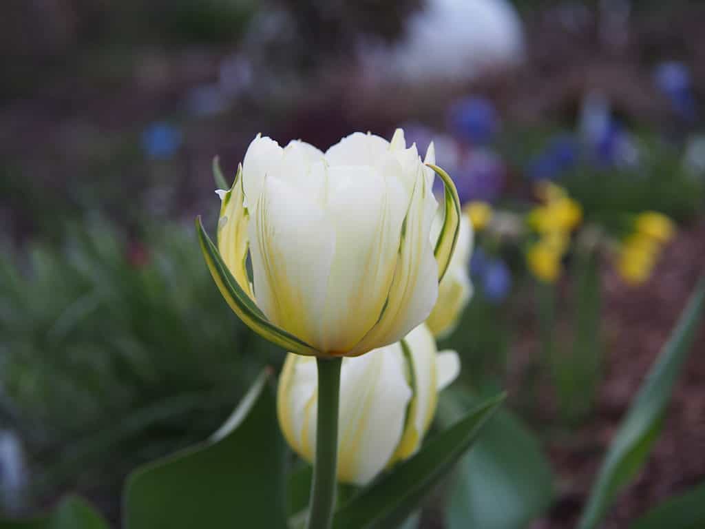 White Exotic Emperor Tulip con accenti gialli e strisce verdi