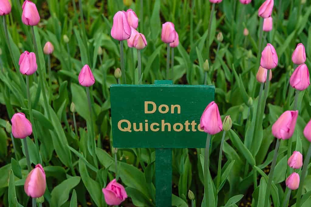Un letto di tulipani rosa Don Quichotte con un cartello