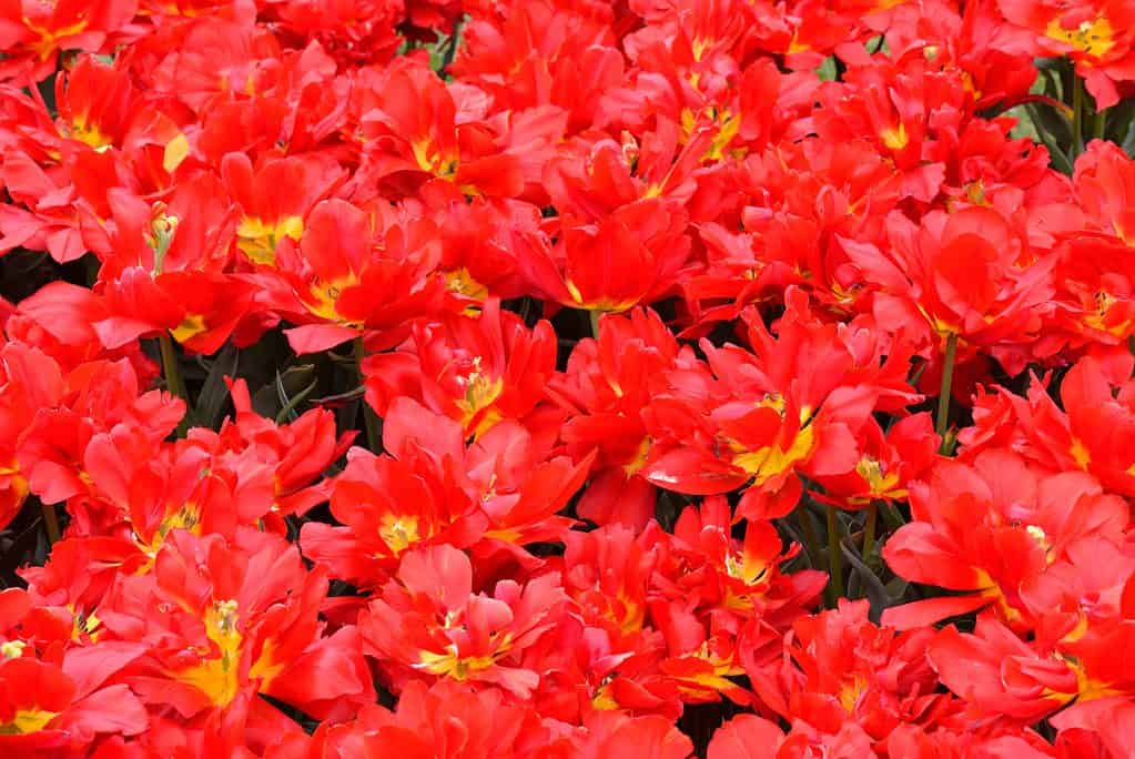 Giardino pieno di tulipani Abba rossi