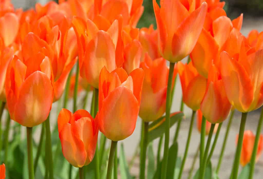 Giardino dei tulipani imperatore arancione in fiore