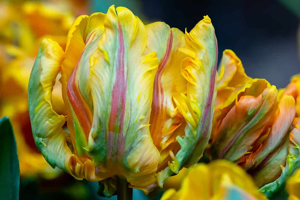 Primo piano di un vivido multicolore Irene Parrot Tulip
