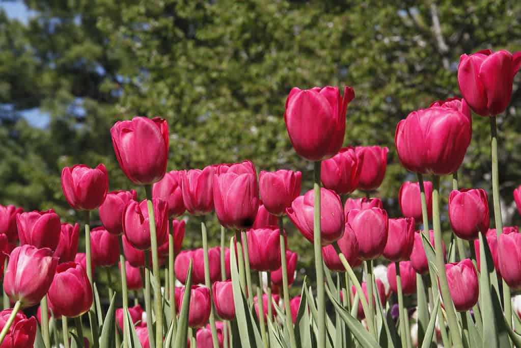 Un campo di tulipani dell'Acropoli rosa scuro