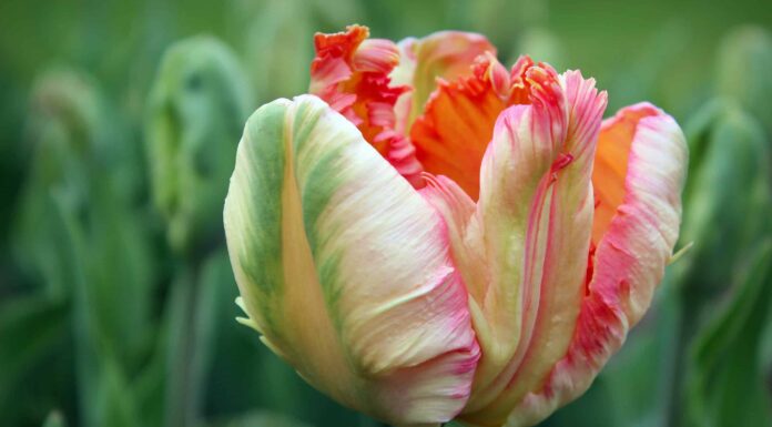 8 tulipani che crescono magnificamente in California
