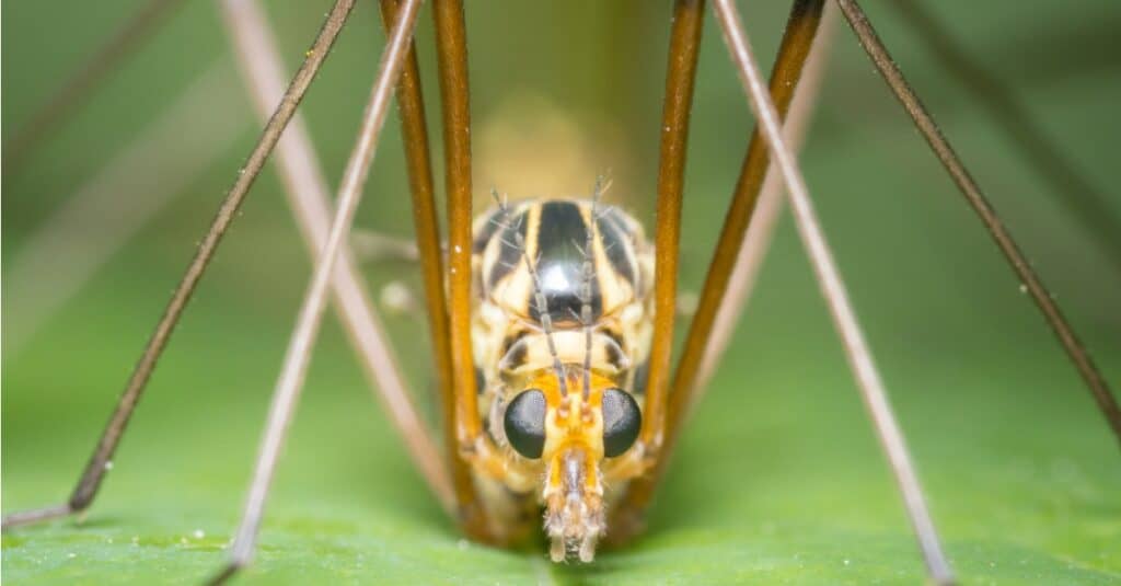 Mosca della gru - Primo piano della mosca della gru