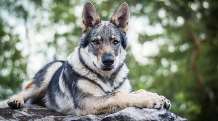 I cani domestici possono riprodursi con i lupi?
