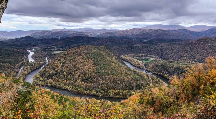 Scopri la foresta più grande del Tennessee (e ciò che vive al suo interno)
