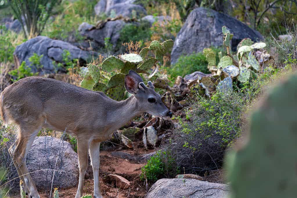 Coues whitetail deer, Odocoileus virginianus couesi, un giovane maschio con corna di velluto nel deserto di Sonora che cerca cibo al mattino.  Splendida fauna selvatica nella contea di Pima, Arizona, Stati Uniti