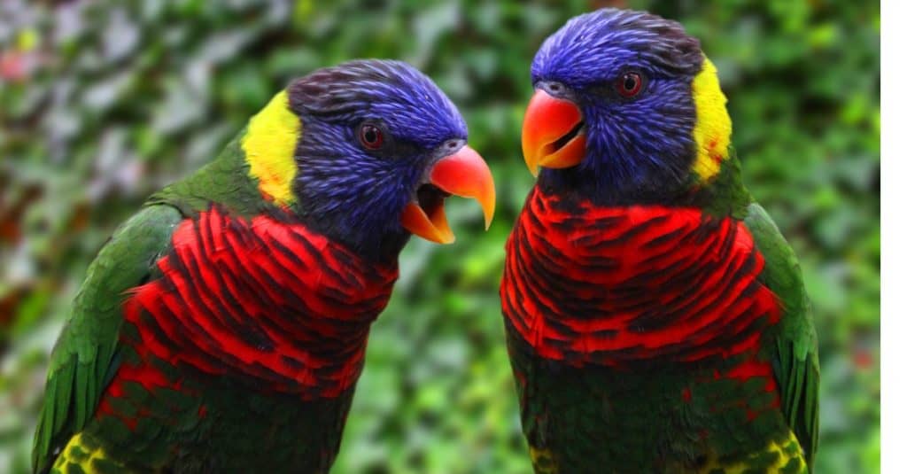 Due pappagalli Rainbow Lorikeet seduti su un ramo nella foresta.
